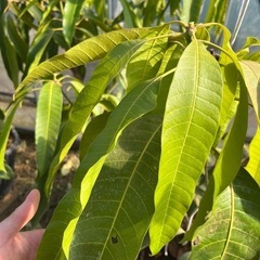 【マンゴー苗木】紅象牙の画像