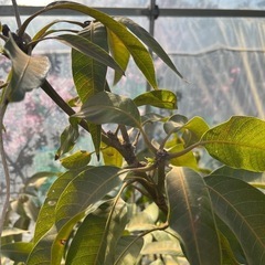 【マンゴー苗木】金蜜　成木の画像