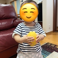 【マンゴー苗木】金蜜　成木の画像