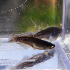 現物出品　めだか　北辻ブラックアースアイ　ブルーアイ　雄1　雌3の画像