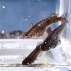 現物出品　めだか　北辻ブラックアースアイ　ブルーアイ　雄1　雌3の画像