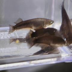 現物出品　めだか　北辻ブラックアースアイ　ブルーアイ　雄1　雌3の画像