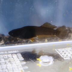 現物出品　めだか　北辻ブラックアースアイ　ブルーアイ　雄1　雌3の画像