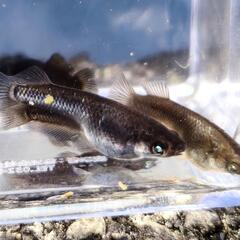 現物出品　めだか　北辻ブラックアースアイ　ブルーアイ　雄1　雌3の画像