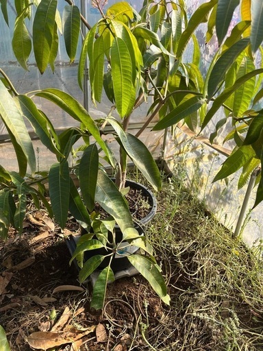 【マンゴー苗木】玉文6號