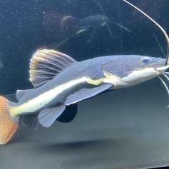 レッドテールキャット45cm