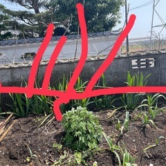 白いちじく(大きいです)の画像