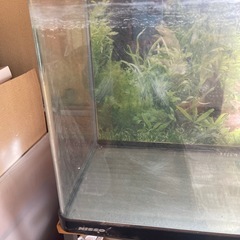 決まりましたニッソー曲げガラス水槽の画像