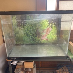決まりましたニッソー曲げガラス水槽