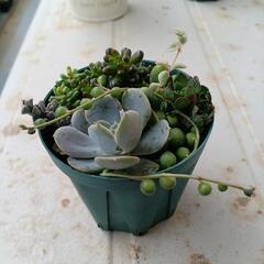 ミニ多肉植物の寄せ植え🌿①の画像