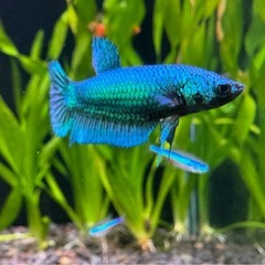 メスベタ 熱帯魚　メダカ