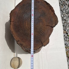 切り株の画像