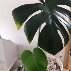 お話し中です。鉢付き　観葉植物モンステラ