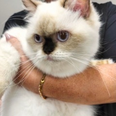 本日‼️🐈４月６日(日)すみれペットクリニック様にて『 星 』様主催🐾保護猫の譲渡会(予約不用)を開催致します❣️❣️🌸🐈🐾子猫５ヶ月〜成猫ちゃんまで🐾計10匹参加予定❣❣️️🌸🐈🐾皆様のお越しを心よりお待ち致しております❣️🙇‍♀🍀✨ - 猫