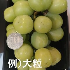 ぶどう収穫・販売時期（通年回答）