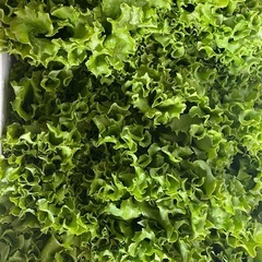グリーンリーフ売りますの画像