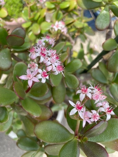 ?植物?立派な金なる木