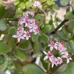 🪴植物🪴立派な金なる木の画像
