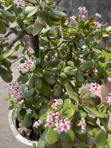?植物?立派な金なる木