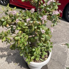 🪴植物🪴立派な金なる木の画像