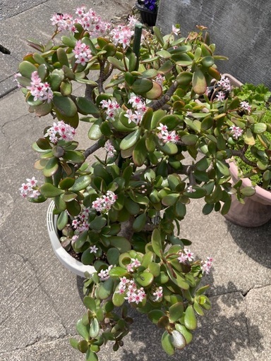 ?植物?立派な金なる木