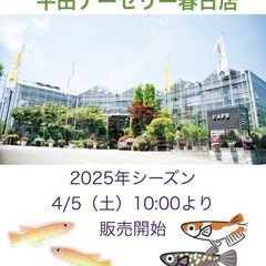メダカ屋「庵」2025年シーズン販売開始❗️