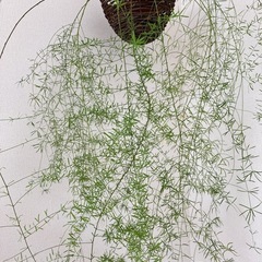 吊るすタイプの観葉植物の画像