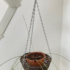 吊るすタイプの観葉植物の画像