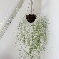 吊るすタイプの観葉植物の画像
