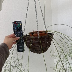 吊るすタイプの観葉植物の画像