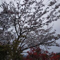 桜の枝の画像