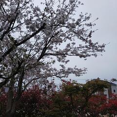 桜の枝の画像