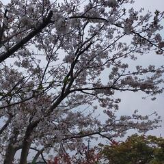 桜の枝の画像