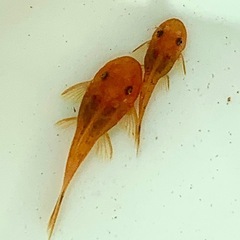 再出品　スーパーレッドブッシープレコ　500円　格安　メダカ　熱帯魚　淡水魚　水槽の画像