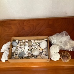 貝や珊瑚多数