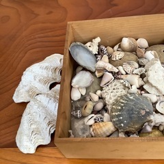 貝や珊瑚多数の画像