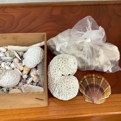 貝や珊瑚多数の画像