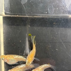 シャンパンラメ　　ダルマの画像