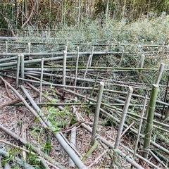 竹　杉　薪の原木　楢木　樫　椎木あげます
