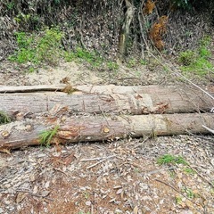 竹　杉　薪の原木　楢木　樫　椎木あげます
の画像