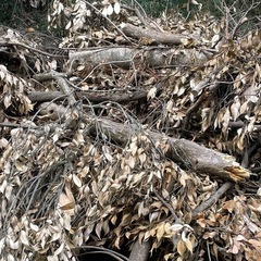 竹　杉　薪の原木　楢木　樫　椎木あげます
の画像