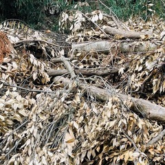 竹　杉　薪の原木　楢木　樫　椎木あげます
の画像
