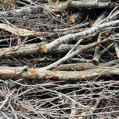 竹　杉　薪の原木　楢木　樫　椎木あげます
の画像