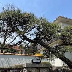 100年　角松　