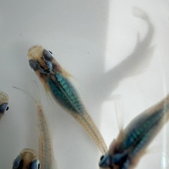 深海[メダカ]の画像