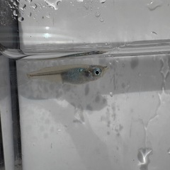 深海[メダカ]の画像