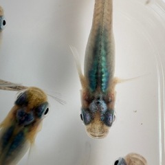 深海[メダカ]の画像