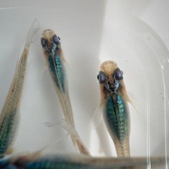 深海[メダカ]の画像