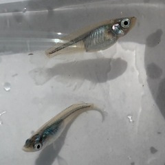 深海[メダカ]の画像