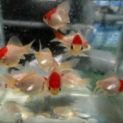 金魚 値下げ 丹頂玉サバ  ドラゴンスケール血統 昨年秋生まれ ...